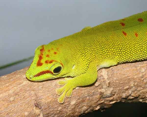 giant day gecko