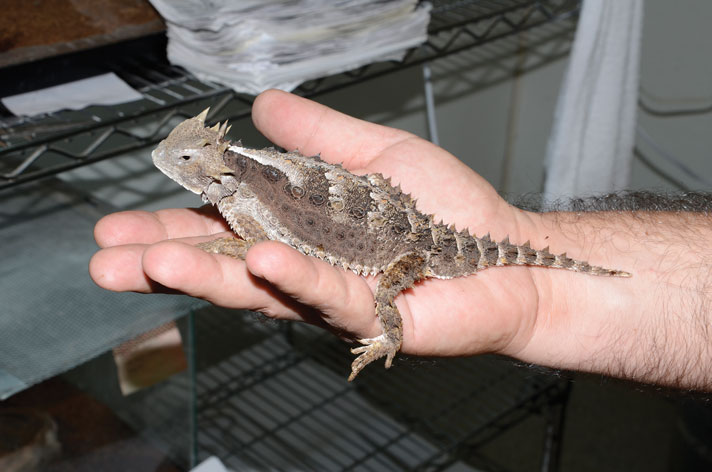 horned lizard pet