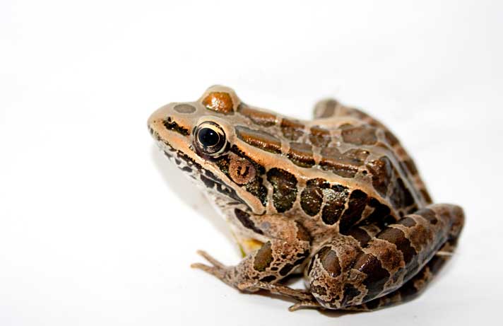 pickerel frog
