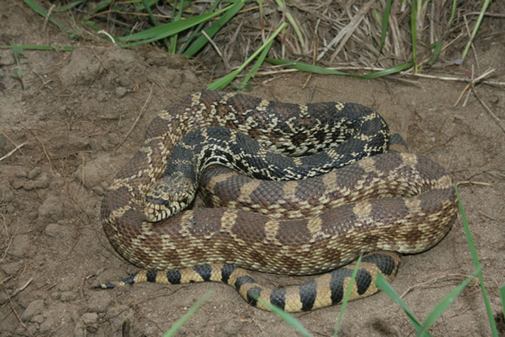 bull snake