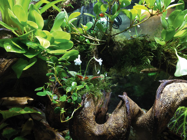 vivarium plants