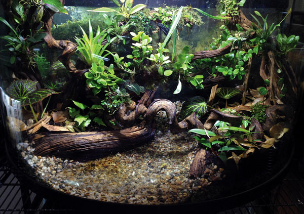 Expert Tips On Planting A Lush Vivarium Reptiles Magazine