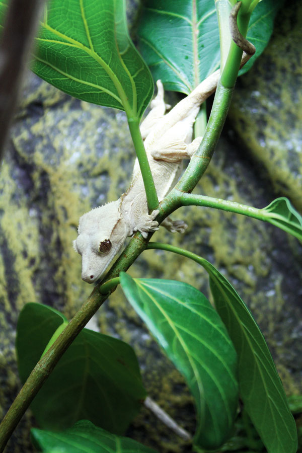 vivarium with crested gecko