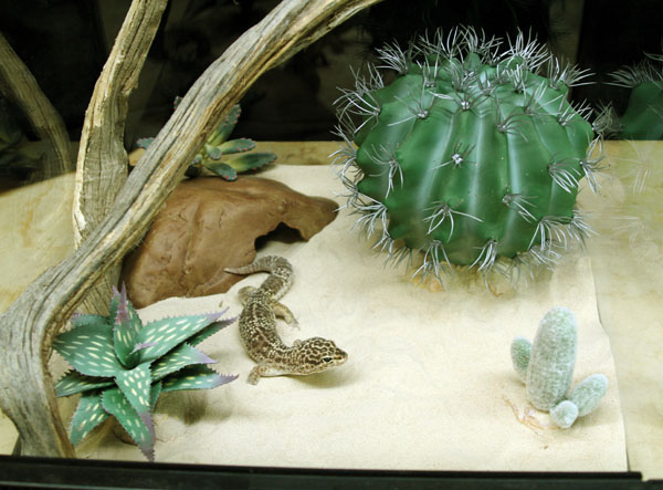 desert terrarium