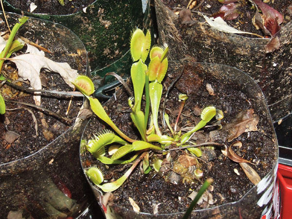 venus fly trap frog