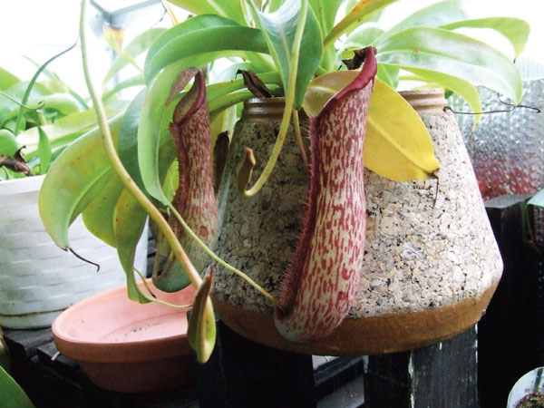 pitcher plant eating a frog