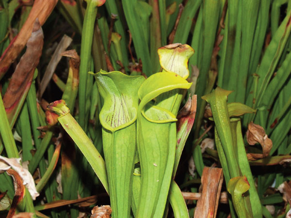 Sarracenia