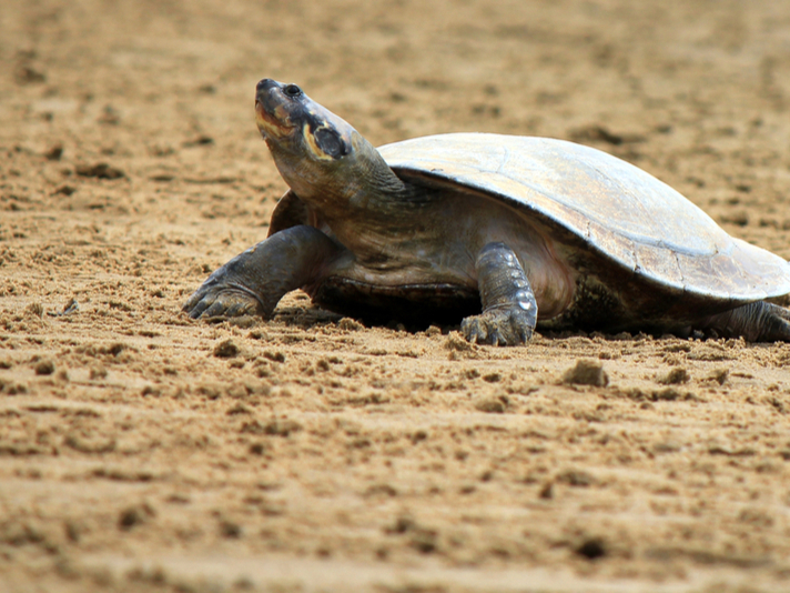 South American Giant River Turtle