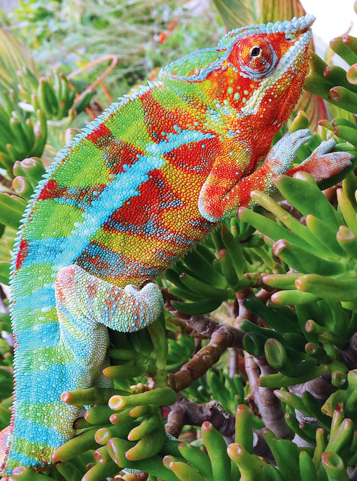 Ponzu ambanja panther chameleon