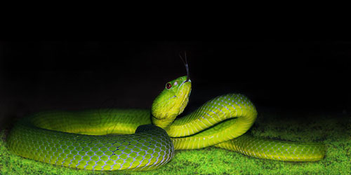 pope's pit viper