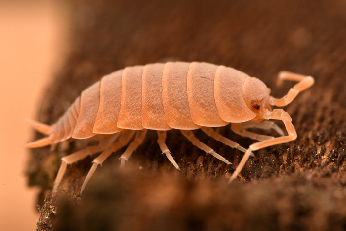 pill bugs