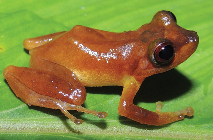 Pristimantis pluvialis