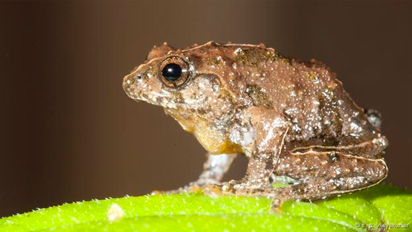 9 New Frog Species Discovered In Western Ghats Region Of India ...