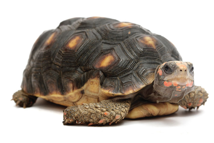 Red foot tortoise