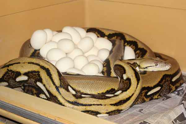 retic with a clutch of eggs