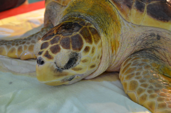 Rhaegal South Carolina Aquarium sea turtle.