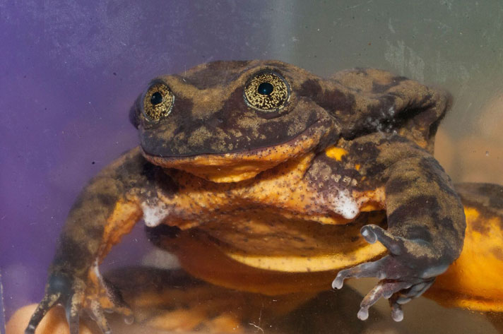 Sehuencas water frog Telmatobius yuracare