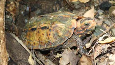 Japan Asks CITES To Protect Ryukyu Black-breasted Leaf Turtle