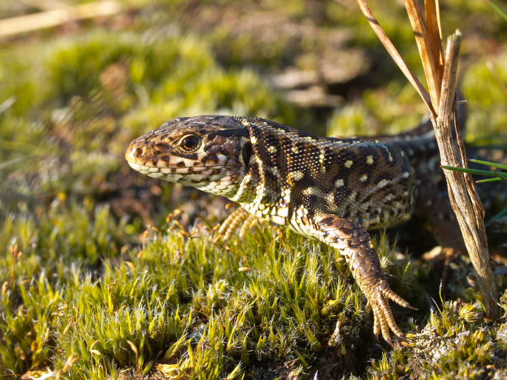 Sand lizards are endangered in The United Kingdom.