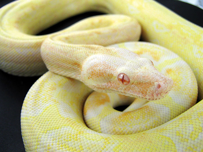 Sharp albino boa