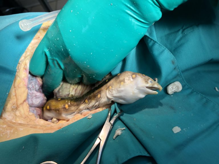 Shelmore with eel removed