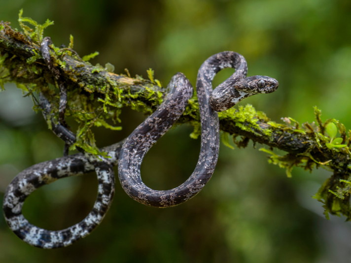 Cloudy snail eating snake