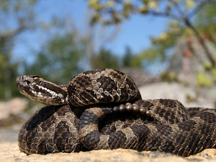 eastern Massasaugas rattlesnake