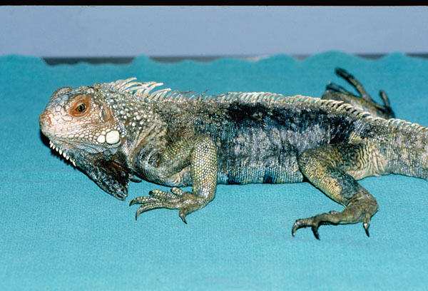 Iguana with mites