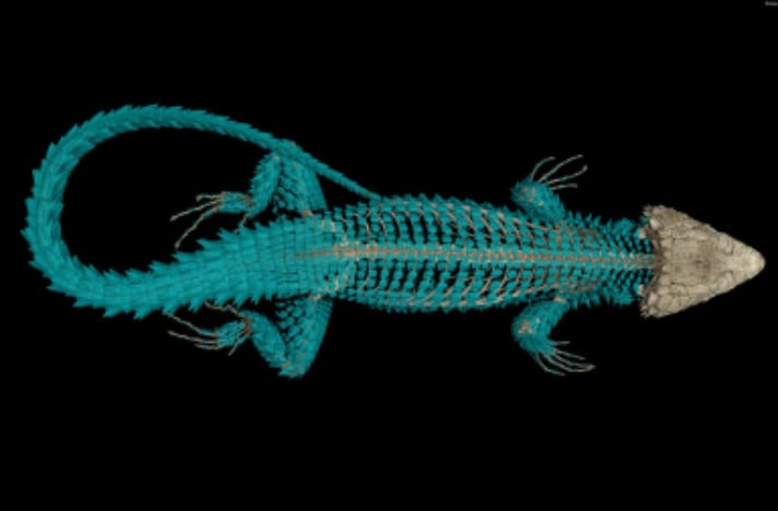 A CT scan of Smaug swazicus helped to determine it was indeed a new species. 