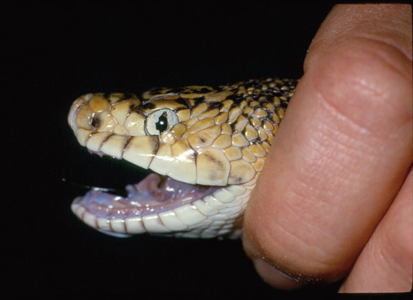 snake with eyecap