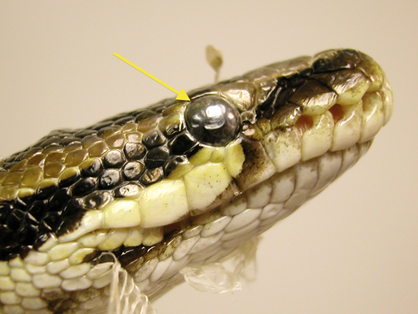snake with a retained eyecap