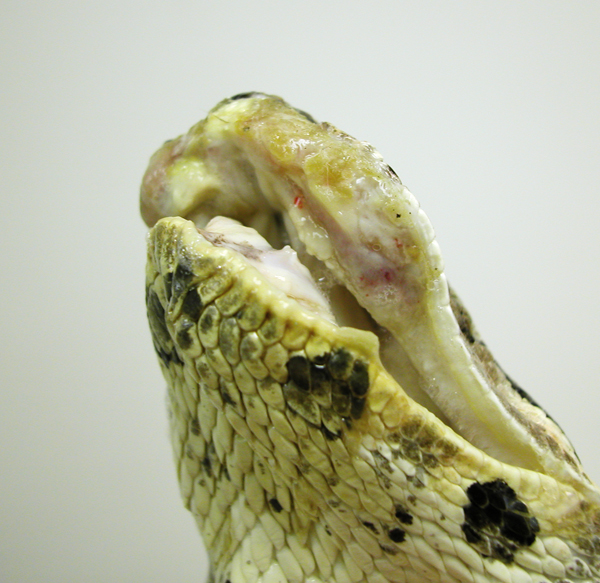 snake with stomatitus