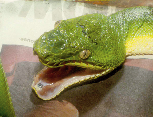 snake with open mouth