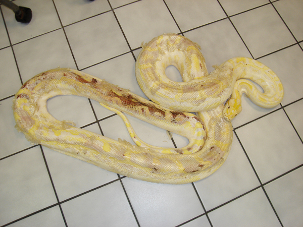 emaciated python