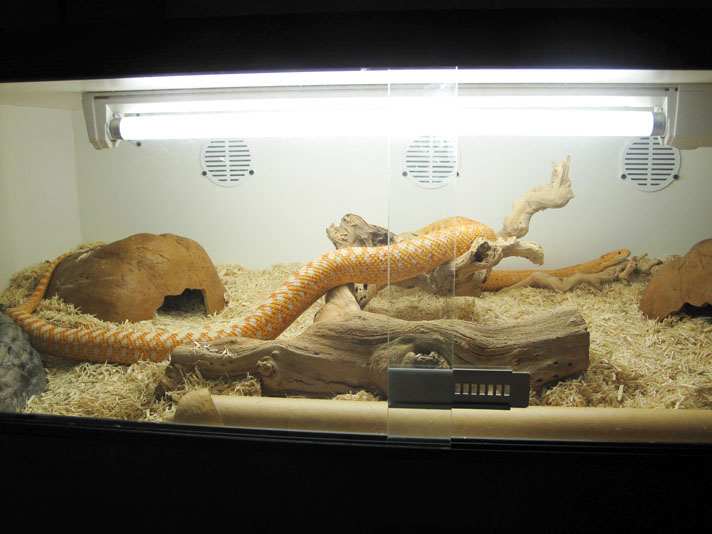 gopher snake critter condo