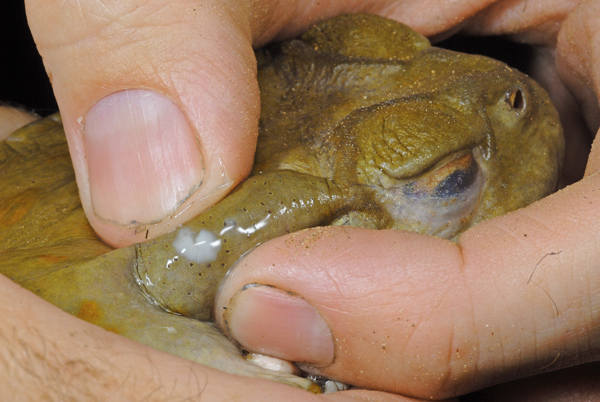 Sonoran desert toad