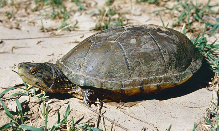 Sonyota mud turtle