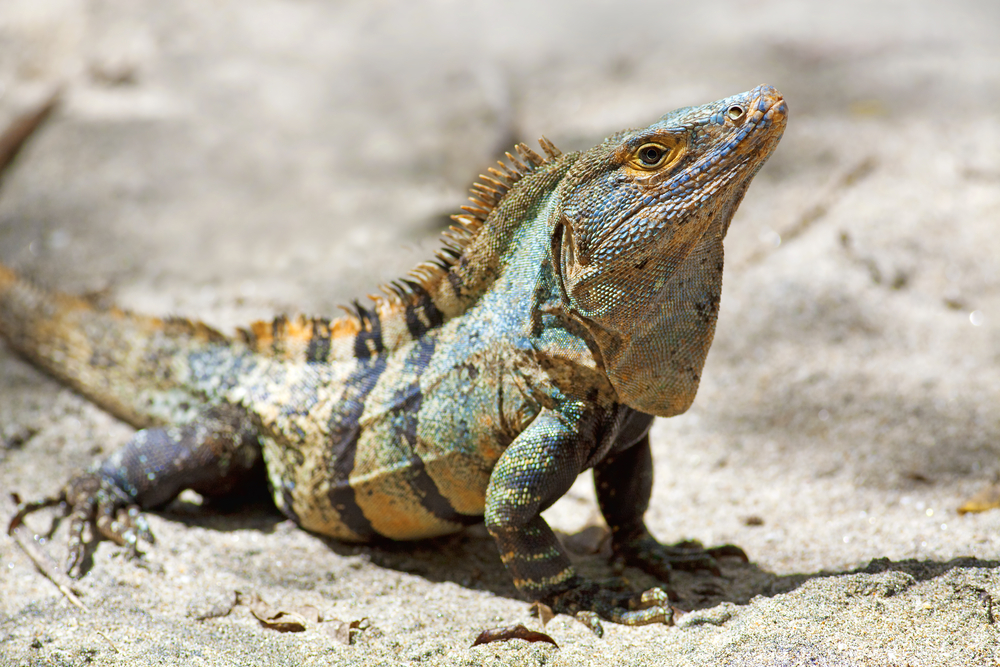 spiny tailed iguana