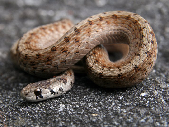 brown snake