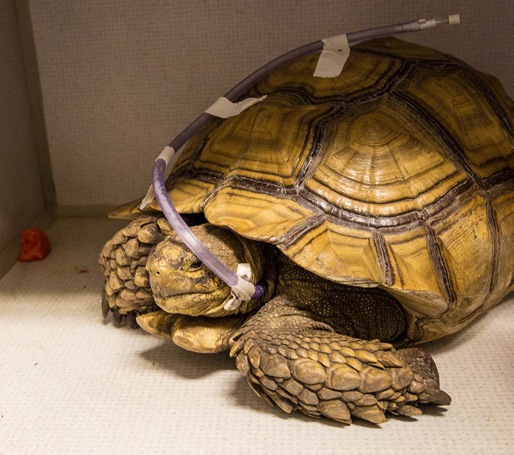 82-year-old tortoise needs two vets to remove bladder stone