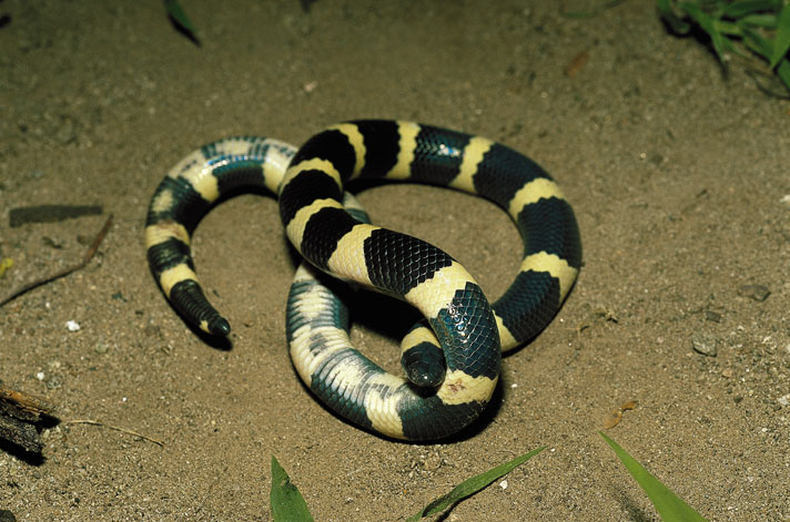 Mexican short-tail snake