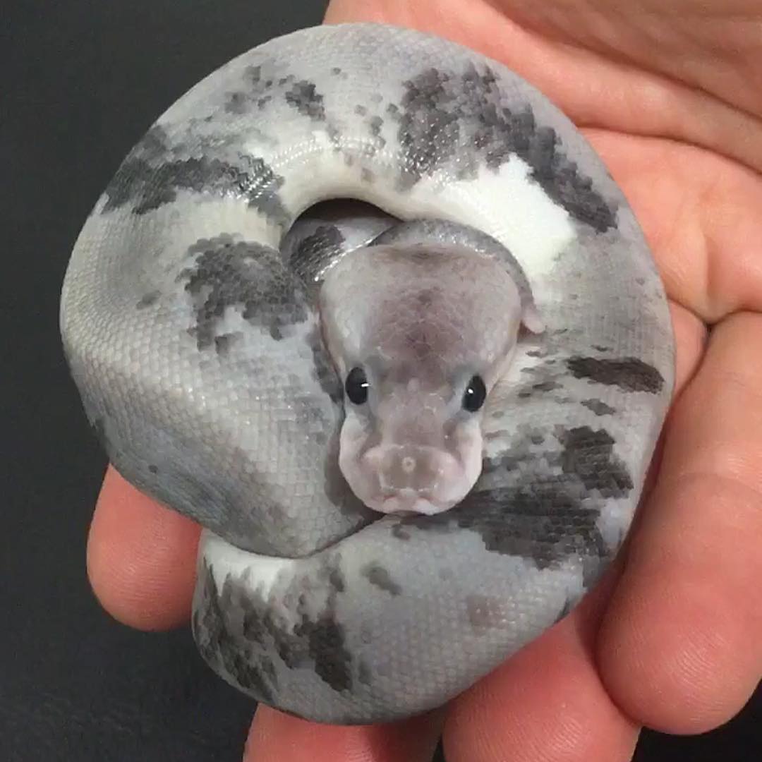 Ball Python Morphs Rare Shop Discounts Ids deutschland de
