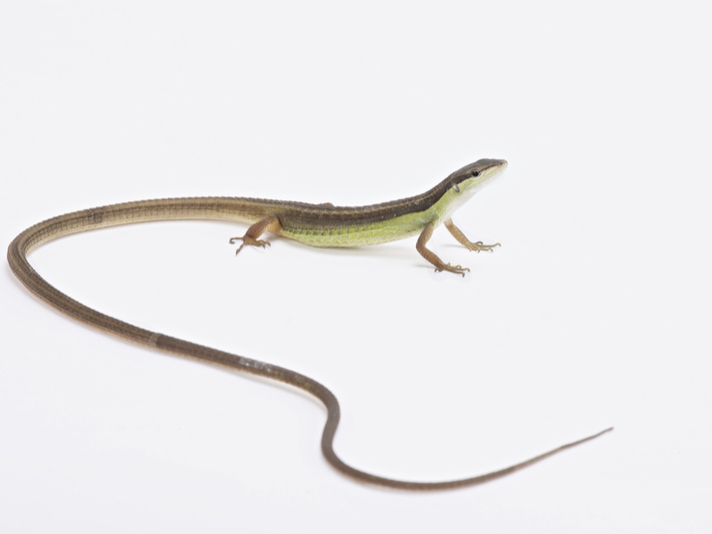 Takydromus sexlineatus