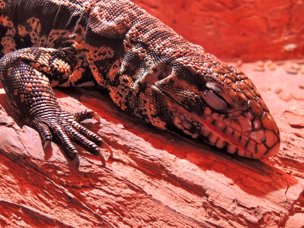 argentine black and white tegu thermal image