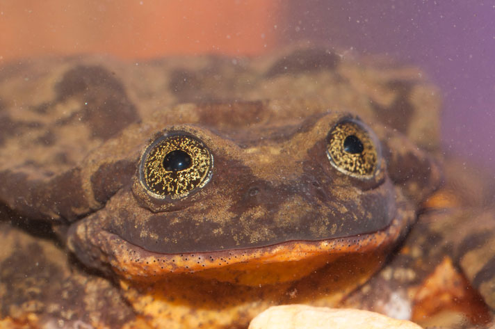 Sehuencas water frog
