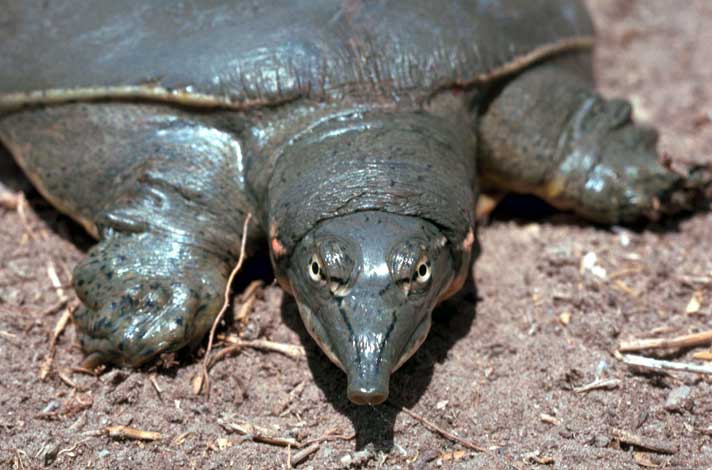 Texas spiny softshell turtle