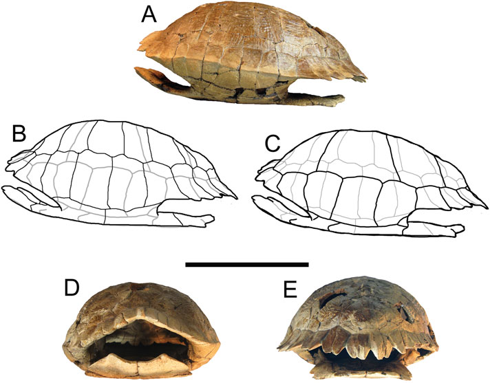 Trachemys haugrudi fossil shell