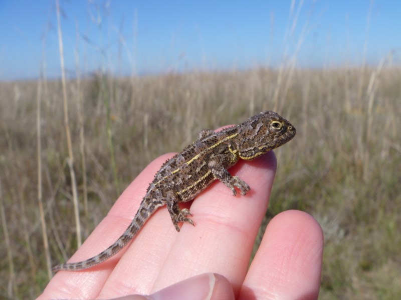 Grassland earless dragon