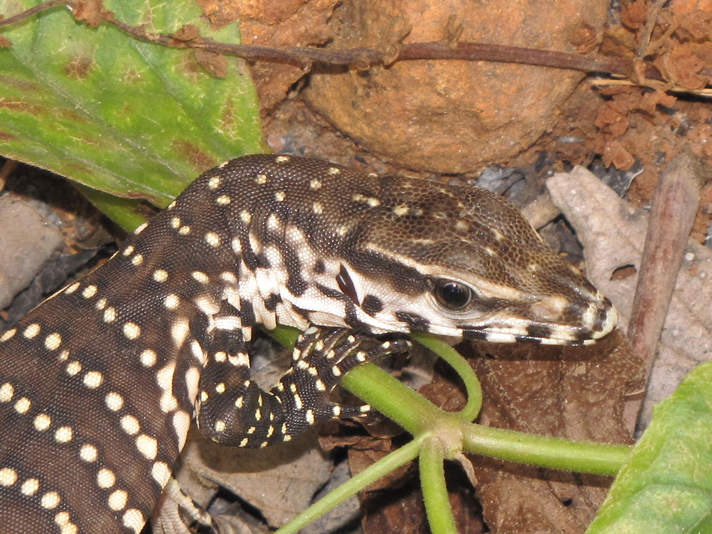 Bengal monitor lizard