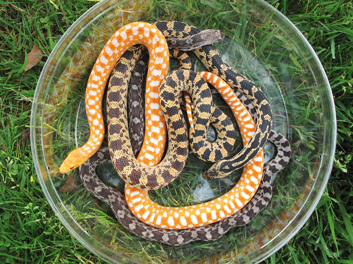 A variety of gopher snake morphs